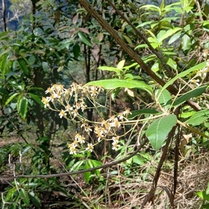 Olearia argophylla at Fitzroy Falls, NSW - 29 Oct 2024