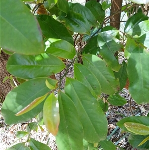 Eupomatia laurina (Bolwarra) at Fitzroy Falls, NSW by plants