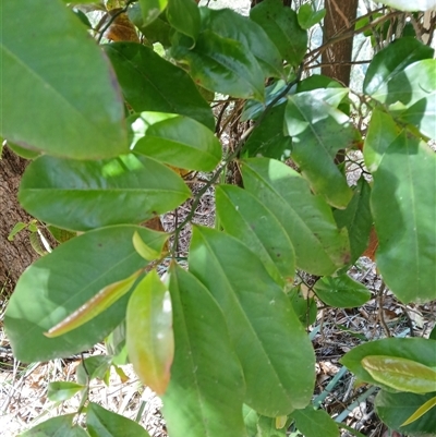 Eupomatia laurina (Bolwarra) at Fitzroy Falls, NSW - 28 Oct 2024 by plants