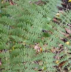 Histiopteris incisa (Bat's-Wing Fern) at Fitzroy Falls, NSW - 29 Oct 2024 by plants