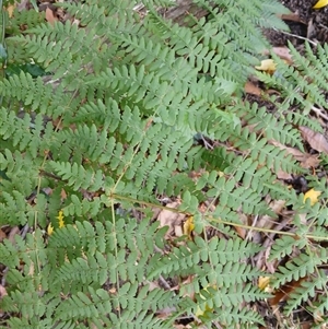 Histiopteris incisa (Bat's-Wing Fern) at Fitzroy Falls, NSW by plants