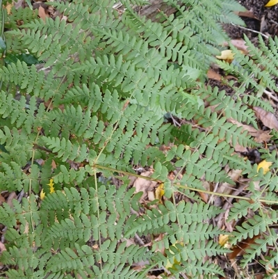 Histiopteris incisa (Bat's-Wing Fern) at Fitzroy Falls, NSW - 28 Oct 2024 by plants