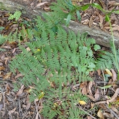 Histiopteris incisa at Fitzroy Falls, NSW - 29 Oct 2024