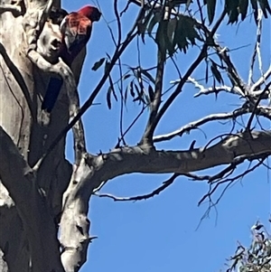 Platycercus elegans at Aranda, ACT - 29 Oct 2024