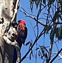 Platycercus elegans at Aranda, ACT - 29 Oct 2024