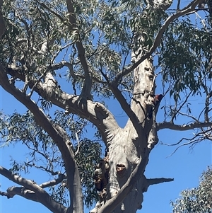 Platycercus elegans at Aranda, ACT - 29 Oct 2024