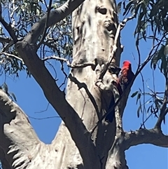 Platycercus elegans at Aranda, ACT - 29 Oct 2024