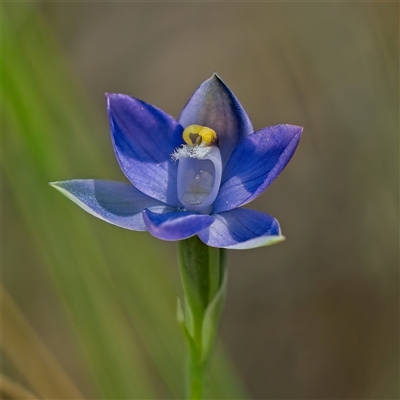 Thelymitra peniculata (Blue Star Sun-orchid) at Denman Prospect, ACT - 29 Oct 2024 by Kenp12