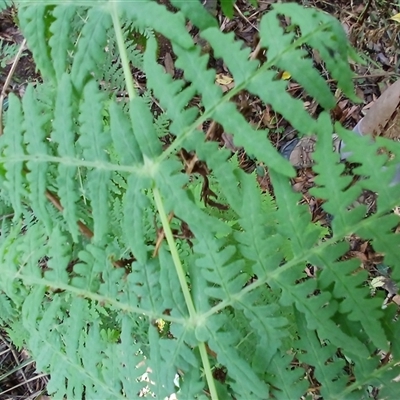 Histiopteris incisa (Bat's-Wing Fern) at Robertson, NSW - 29 Oct 2024 by plants