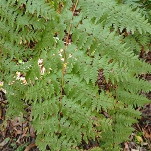 Histiopteris incisa at Robertson, NSW - suppressed