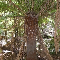 Dicksonia antarctica (Soft Treefern) at Robertson, NSW - 29 Oct 2024 by plants