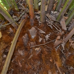 Dicksonia antarctica at Robertson, NSW - suppressed