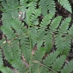 Diplazium australe (Austral Lady Fern) at Robertson, NSW - 29 Oct 2024 by plants