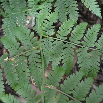 Diplazium australe (Austral Lady Fern) at Robertson, NSW - 28 Oct 2024 by plants