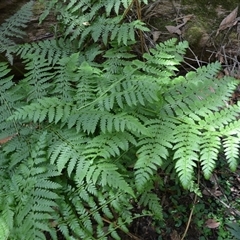 Diplazium australe at Robertson, NSW - suppressed