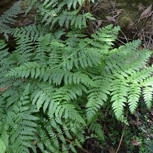 Diplazium australe at Robertson, NSW - suppressed