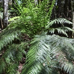 Todea barbara (King Fern) at Robertson, NSW - 28 Oct 2024 by plants