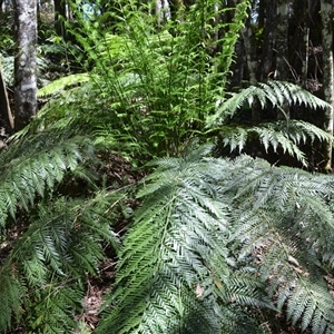 Todea barbara (King Fern) at Robertson, NSW by plants