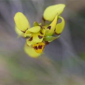 Diuris sulphurea at Wamboin, NSW - suppressed