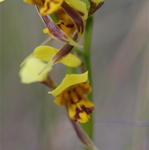 Diuris sulphurea at Wamboin, NSW - suppressed