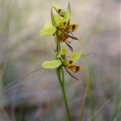 Diuris sulphurea at Wamboin, NSW - 29 Oct 2024