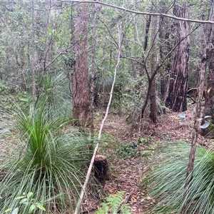 Xanthorrhoea acanthostachya at Bonny Hills, NSW by pls047