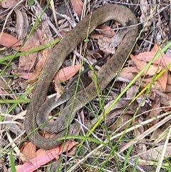 Notechis scutatus at Bonny Hills, NSW - 18 Oct 2024 by pls047