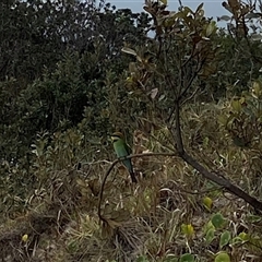 Merops ornatus (Rainbow Bee-eater) at Bonny Hills, NSW - 15 Oct 2024 by pls047