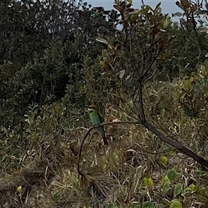 Merops ornatus (Rainbow Bee-eater) at Bonny Hills, NSW by pls047