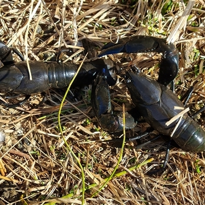 Cherax destructor (Common Yabby) at O'Malley, ACT - 29 Oct 2024 by Mike