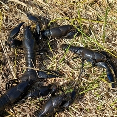 Cherax destructor at O'Malley, ACT - 29 Oct 2024 04:07 PM