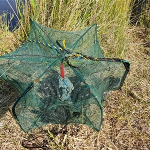 Cherax destructor at O'Malley, ACT - 29 Oct 2024 04:07 PM