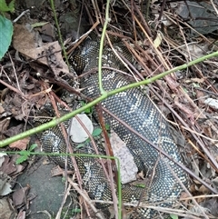 Morelia spilota spilota at Pappinbarra, NSW - 29 Oct 2024 02:54 PM