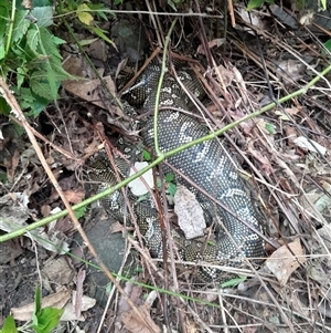 Morelia spilota spilota at Pappinbarra, NSW - 29 Oct 2024 02:54 PM