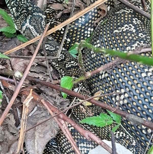 Morelia spilota spilota at Pappinbarra, NSW - 29 Oct 2024 02:54 PM