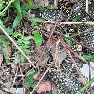 Morelia spilota spilota at Pappinbarra, NSW - 29 Oct 2024 02:54 PM