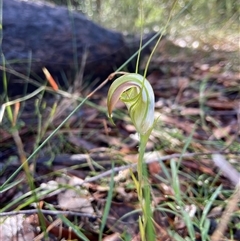 Pterostylis grandiflora (Cobra Greenhood) at Jerrawangala, NSW - 7 May 2024 by AJB