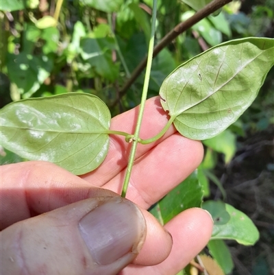 Lonicera japonica at Pappinbarra, NSW - 28 Oct 2024 by jonvanbeest