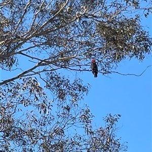 Callocephalon fimbriatum at Deakin, ACT - 27 Oct 2024