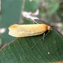 Eulechria electrodes (Yellow Eulechria Moth) at Pebbly Beach, NSW - 23 Oct 2024 by Pirom