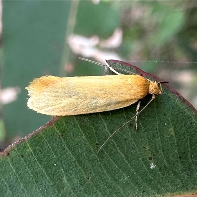 Eulechria electrodes (Yellow Eulechria Moth) at Pebbly Beach, NSW - 23 Oct 2024 by Pirom