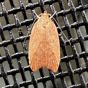 Prionocris (genus) at Pebbly Beach, NSW - 23 Oct 2024