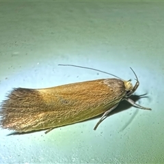 Delexocha ochrocausta (A concealer moth) at Ainslie, ACT - 27 Oct 2024 by Pirom