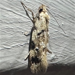 Barea dryocoetes (A Concealer moth (Barea Group)) at Ainslie, ACT - 27 Oct 2024 by Pirom