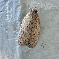 Garrha carnea (A concealer moth) at Ainslie, ACT - 27 Oct 2024 by Pirom