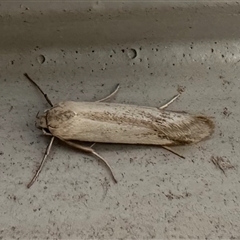 Philobota productella (Pasture Tunnel Moth) at Ainslie, ACT - 28 Oct 2024 by Pirom