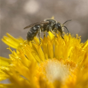 Lasioglossum (Chilalictus) lanarium at Yarralumla, ACT - 27 Oct 2024 02:34 PM