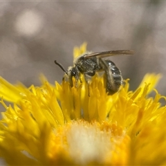 Lasioglossum (Chilalictus) lanarium at Yarralumla, ACT - 27 Oct 2024 02:34 PM