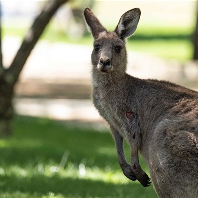 Macropus giganteus (Eastern Grey Kangaroo) at Yarralumla, ACT - 29 Oct 2024 by AlisonMilton