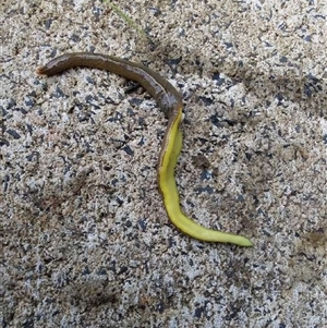 Unidentified Flatworm (Platyhelminthes) at Lake Cathie, NSW by Chipper5